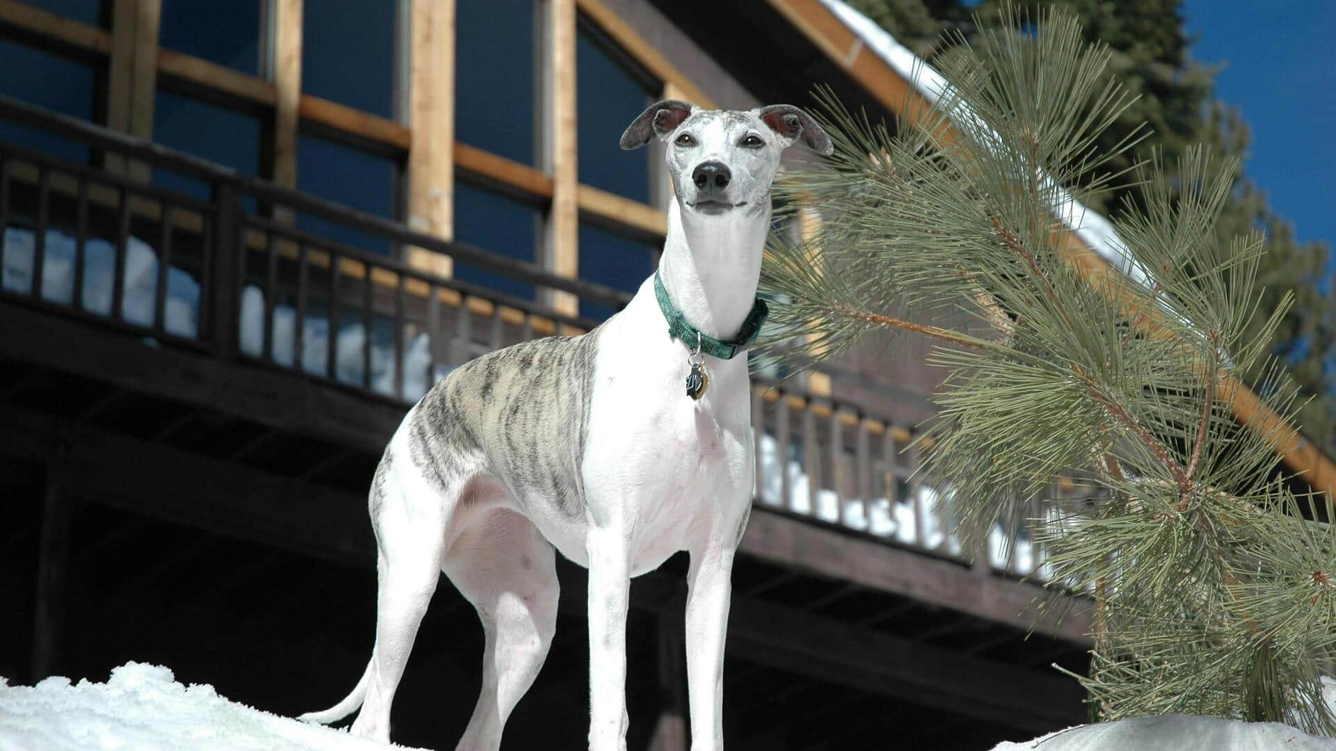 Got a Whippet? Take care of its joints. Here's how 