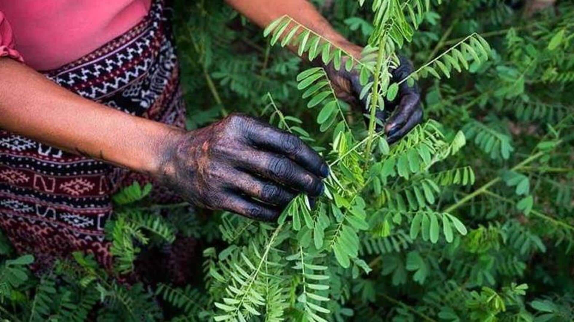 Plants for natural hair dye: Tips to grow and apply