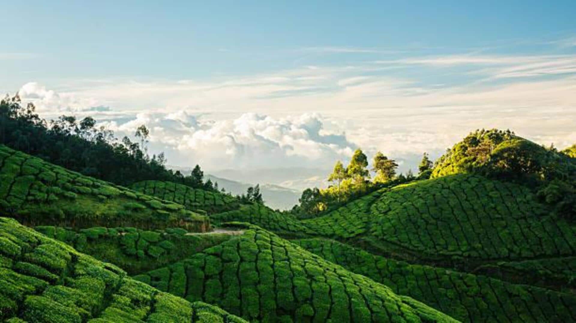 You must visit these tea plantations in India You must visit these tea plantations in India