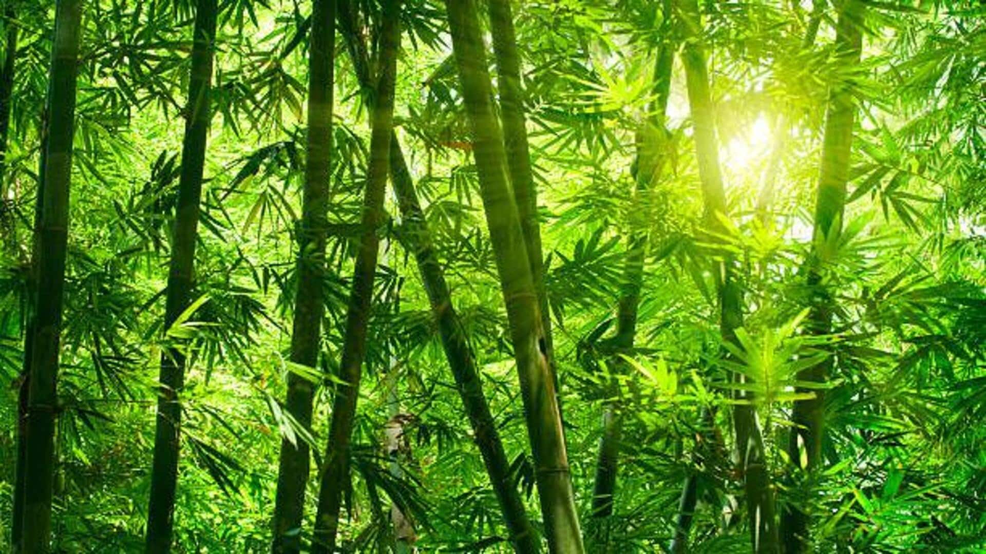 India's most fascinating bamboo groves: A list