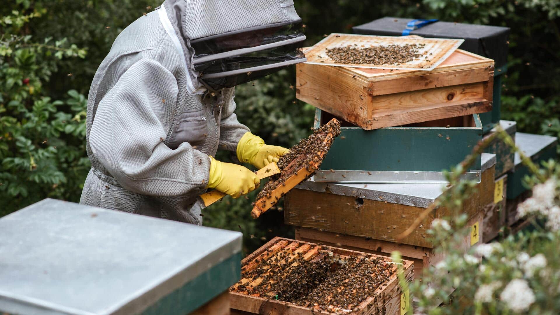 What is urban beekeeping? The rise of city bees explained