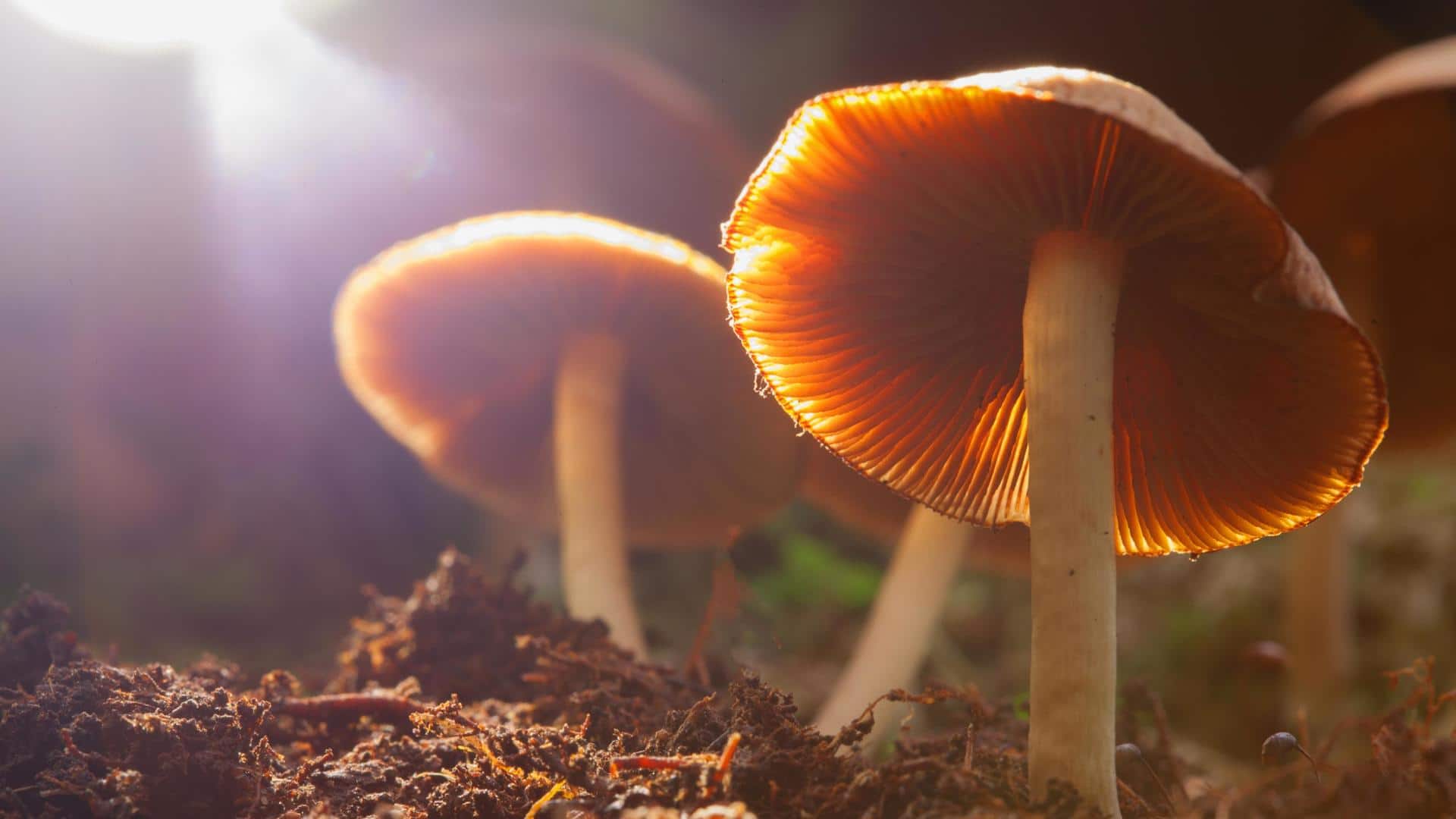 Five mind-bending facts about magic mushrooms