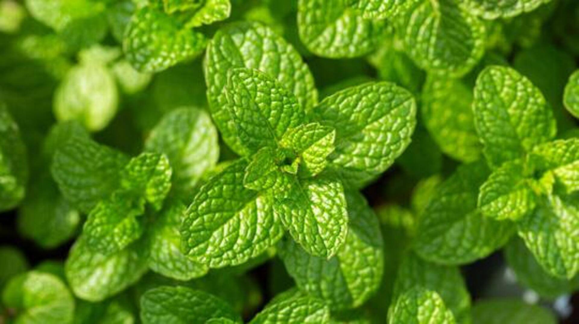 How to grow mint at home