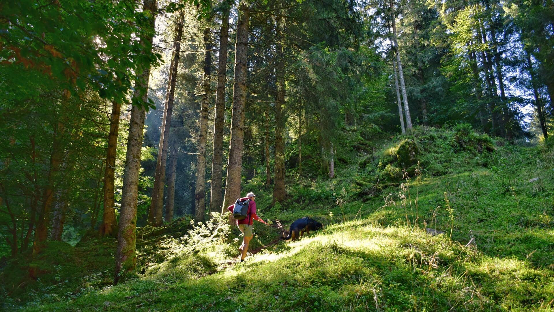 Forest hiking can boost your health in many ways