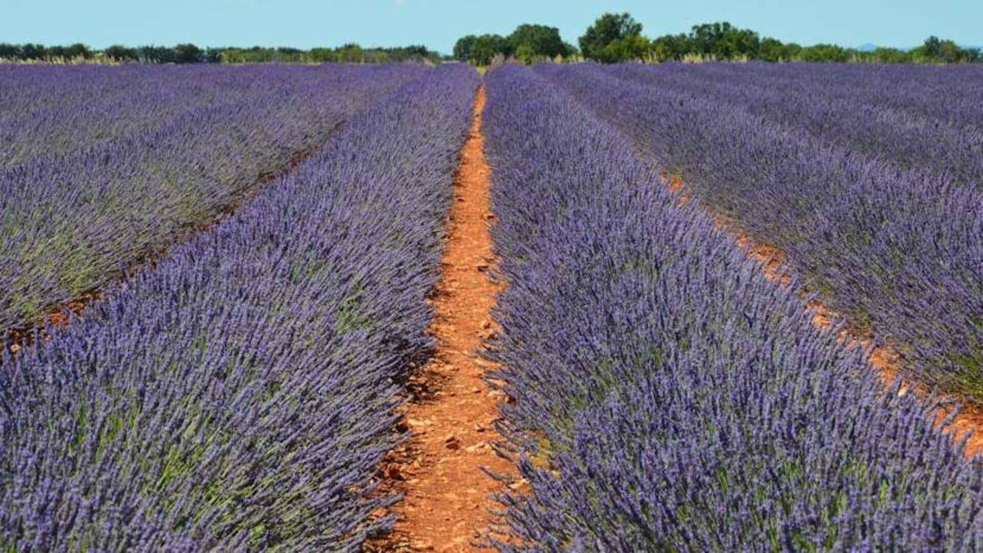 Pedal through Provence: Experience France's lavender bloom