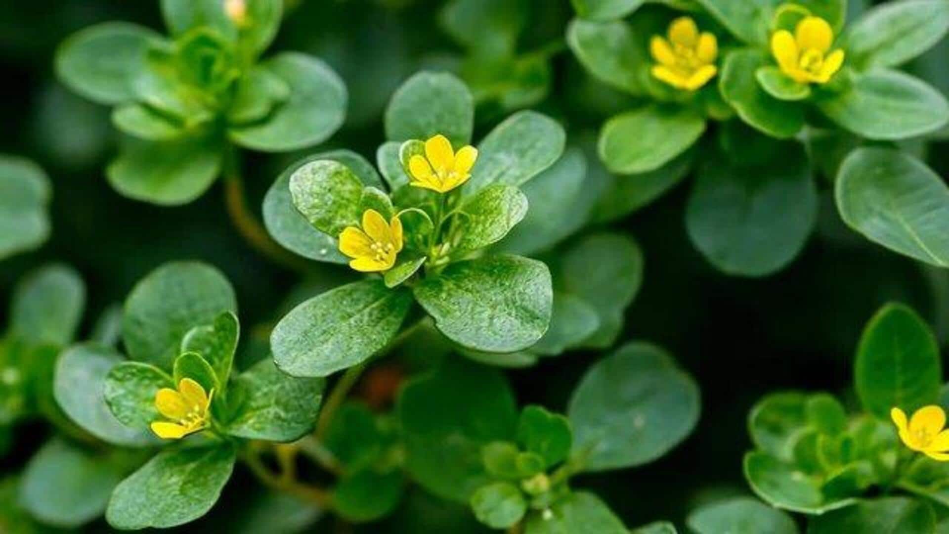 Try these vegetarian dishes using purslane