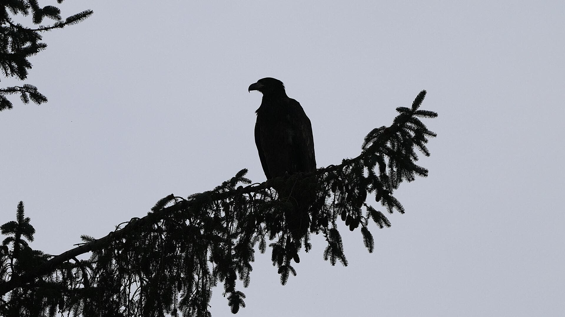 Your beginner guide to bird-watching in 5 easy steps