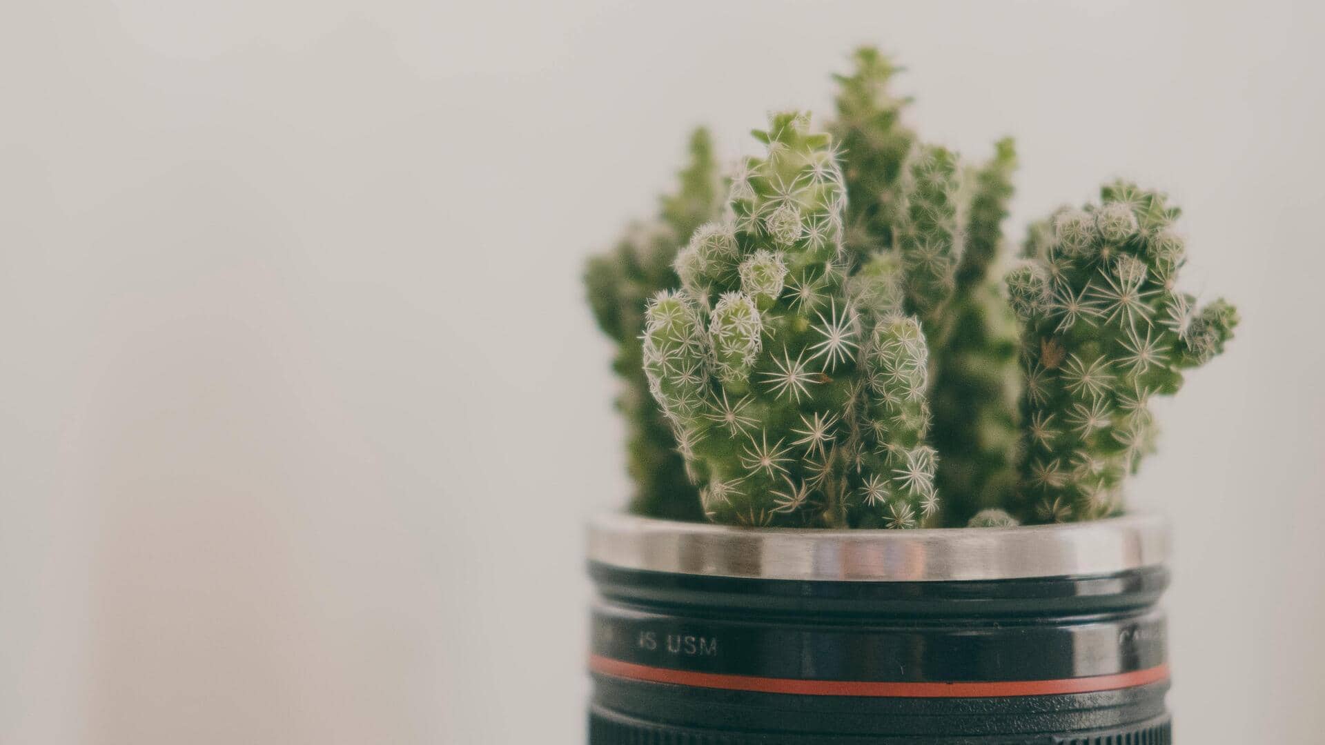 Transform your living room into an eco-friendly haven