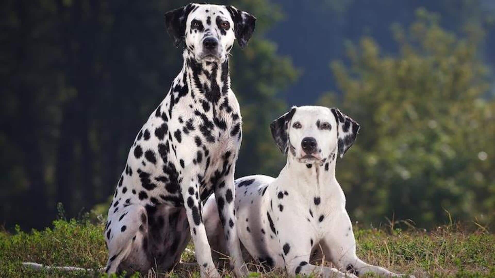 Dalmatian exercise requirements: Tips for your dog's overall health 