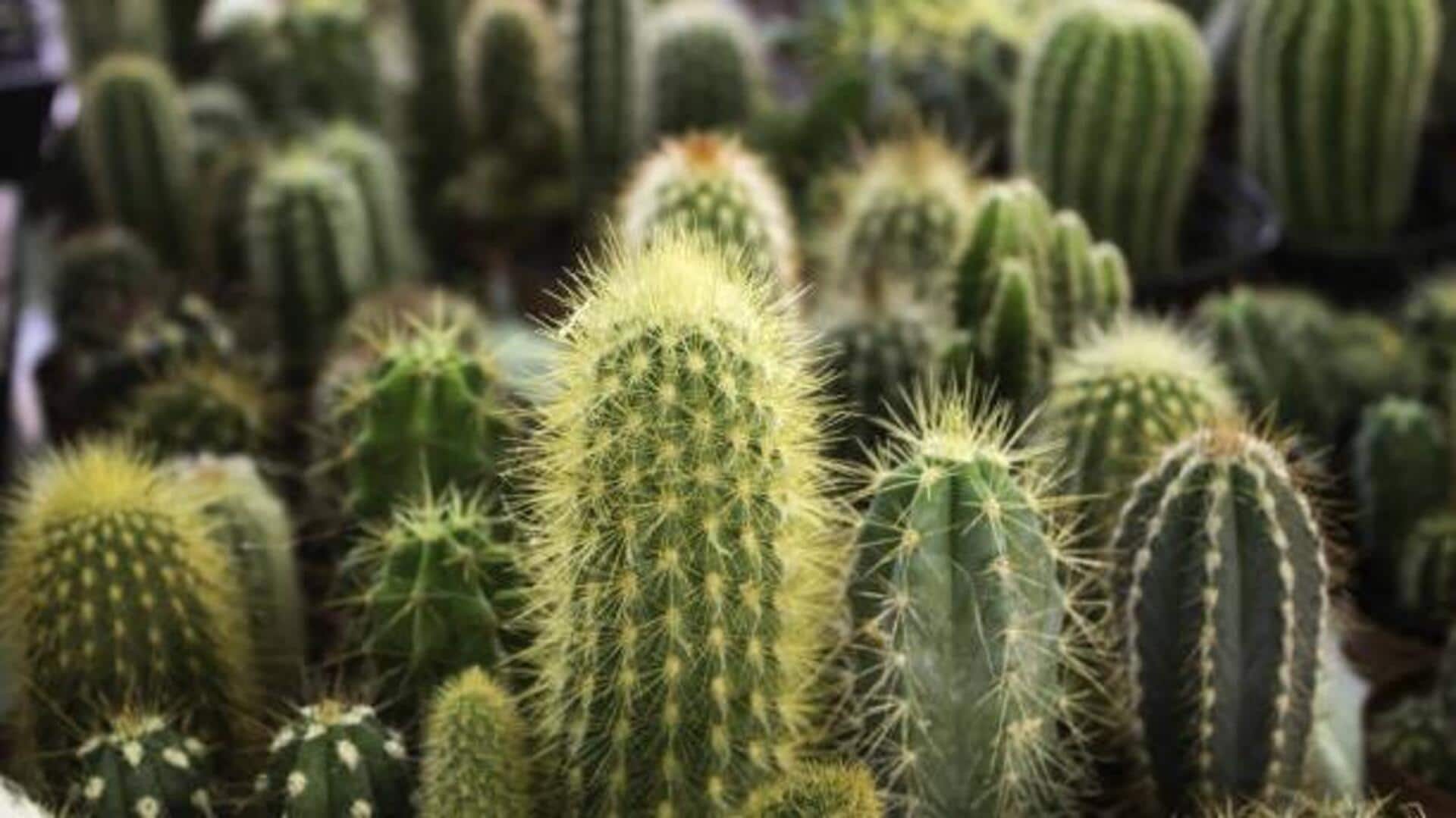 Home gardening 101: Best cacti plants for beginners 