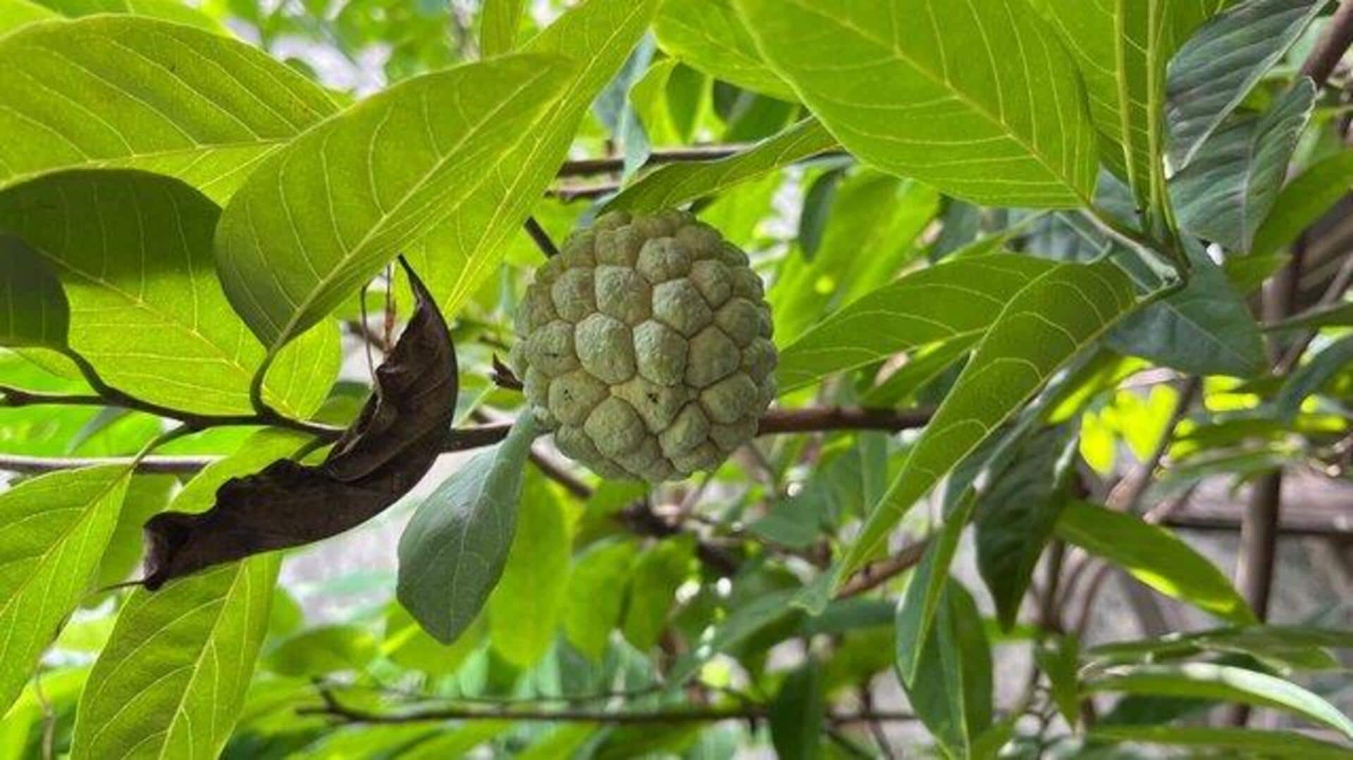 Health benefits of custard apple leaves