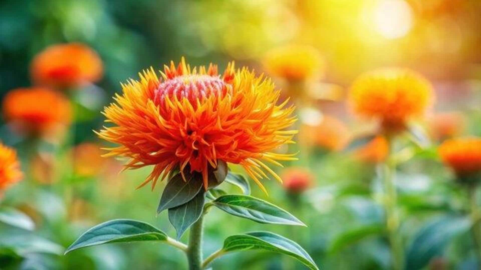 How to grow safflower in containers 