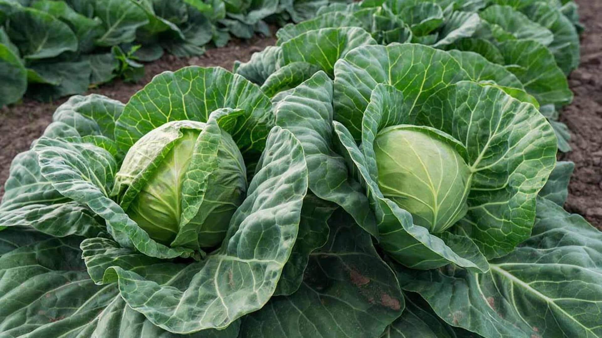 Cabbage isn't just for salad— it's a joint pain remedy