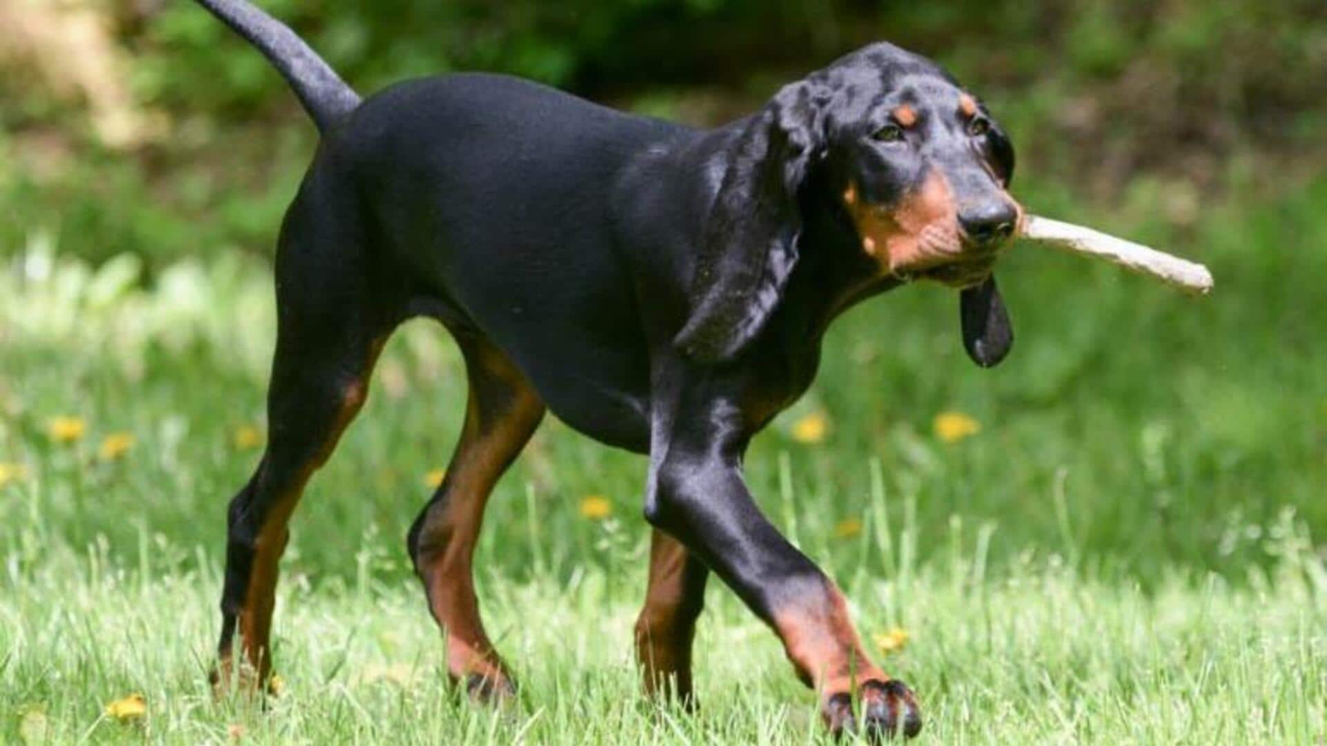 Care tips for your Black and Tan Coonhound dog