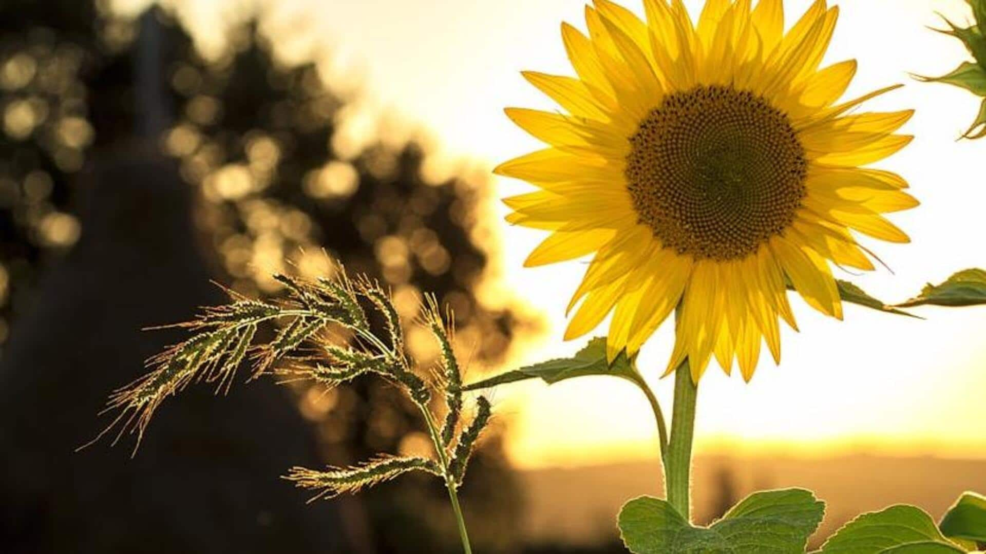 Sensational sunflowers: 5 growth secrets