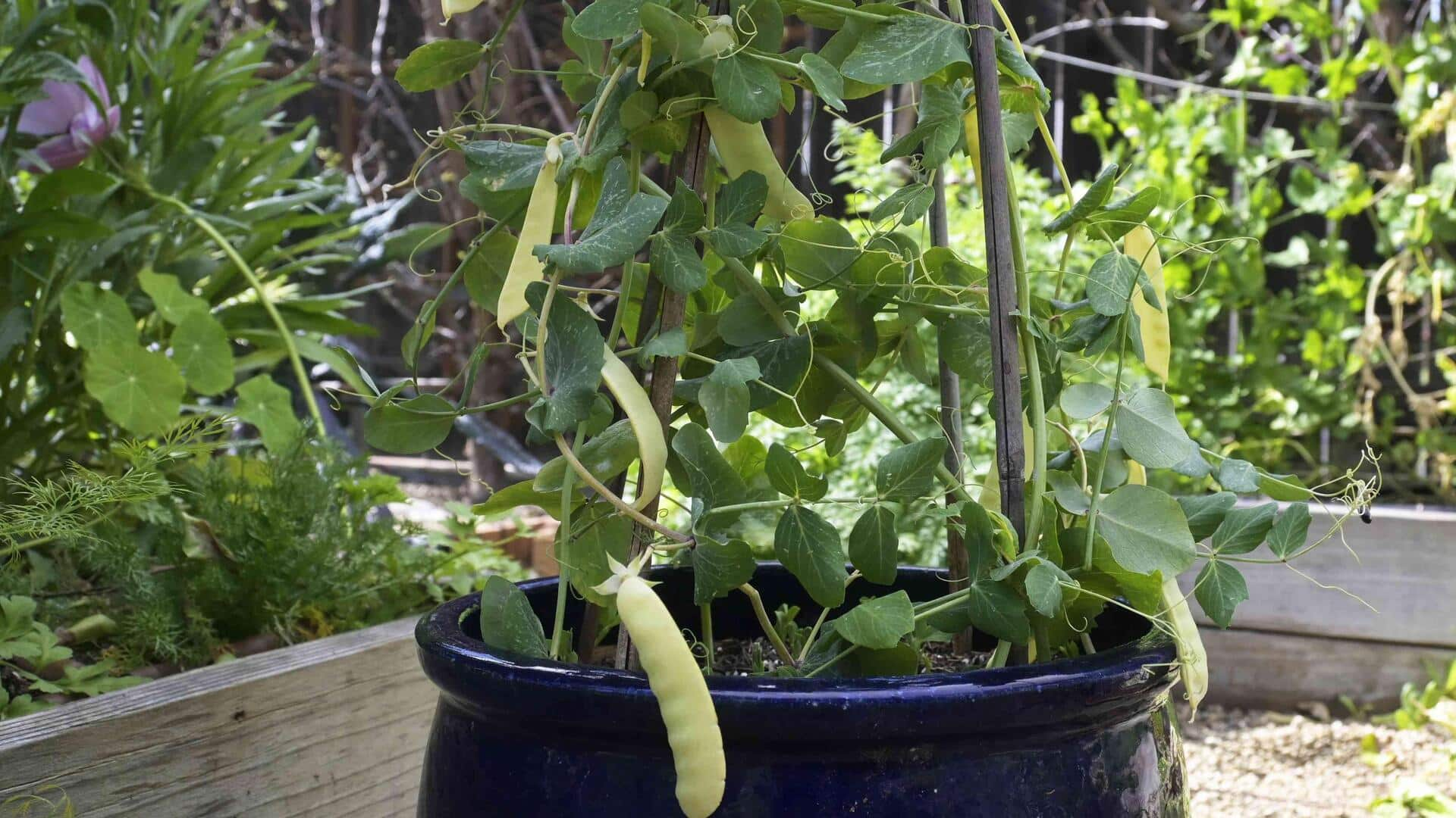 Growing refreshing peas in trellis containers at home