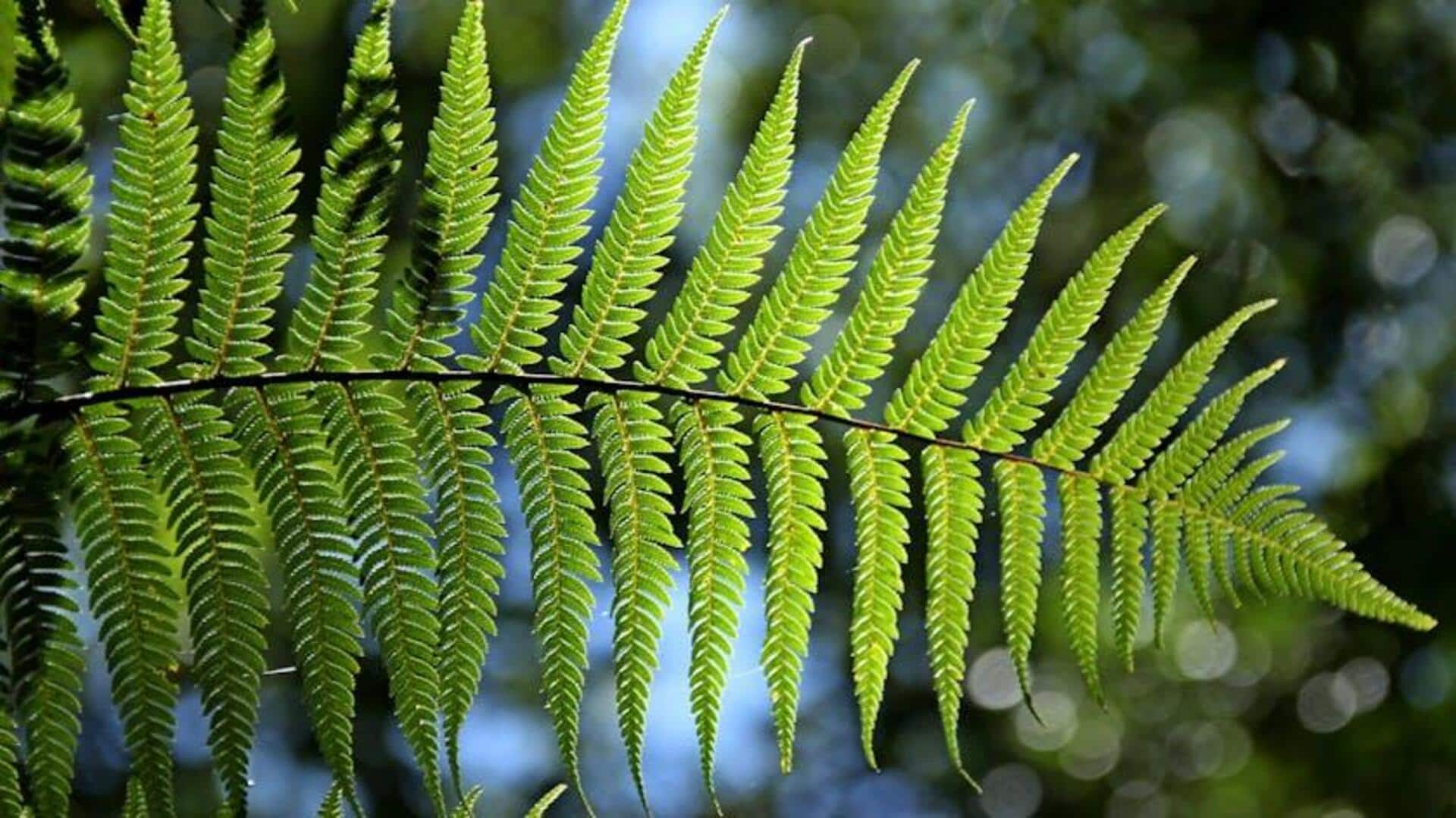 Fern foraging: The new trend for nature lovers and hikers