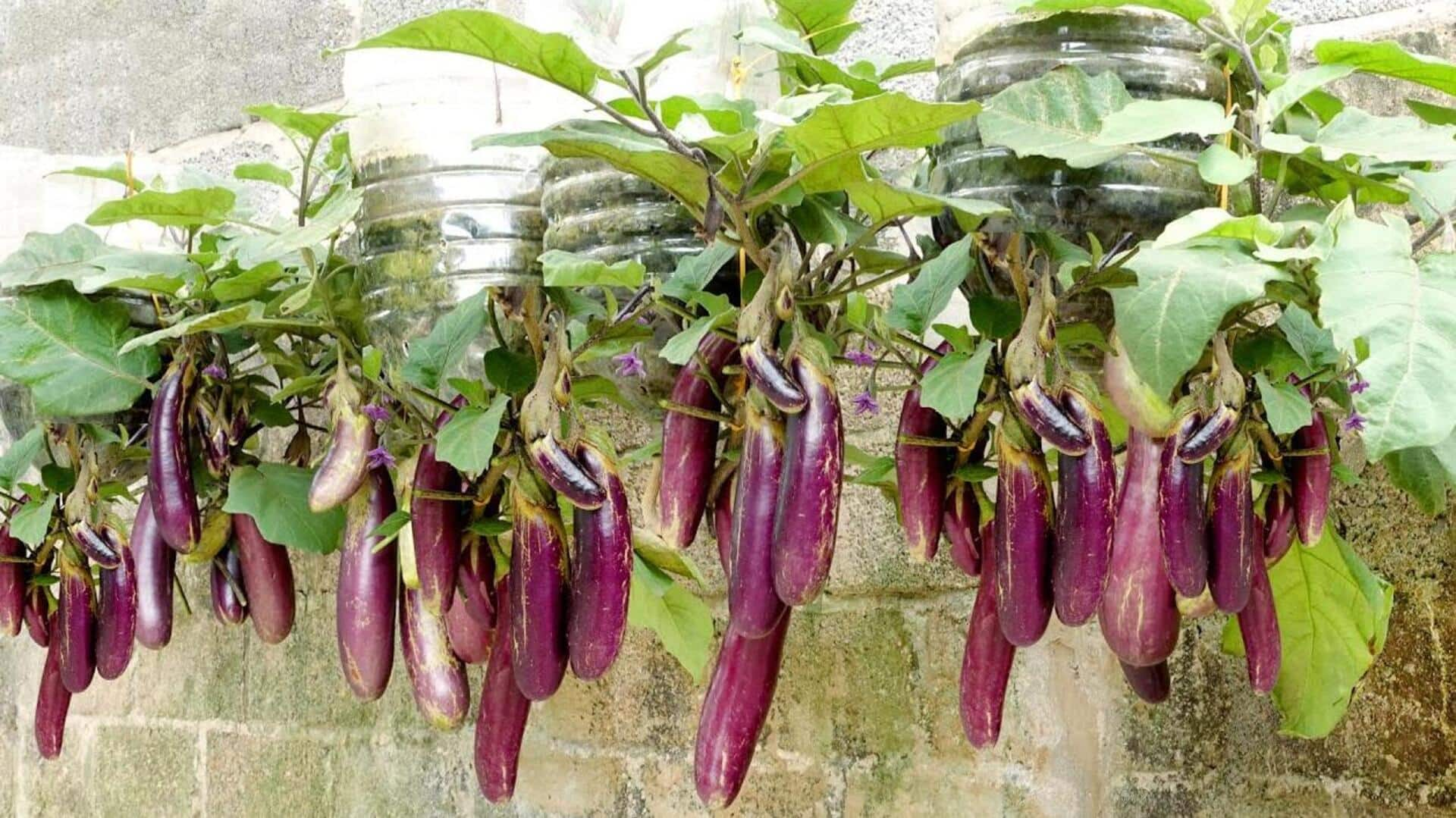 5 essential tips for growing eggplants at home