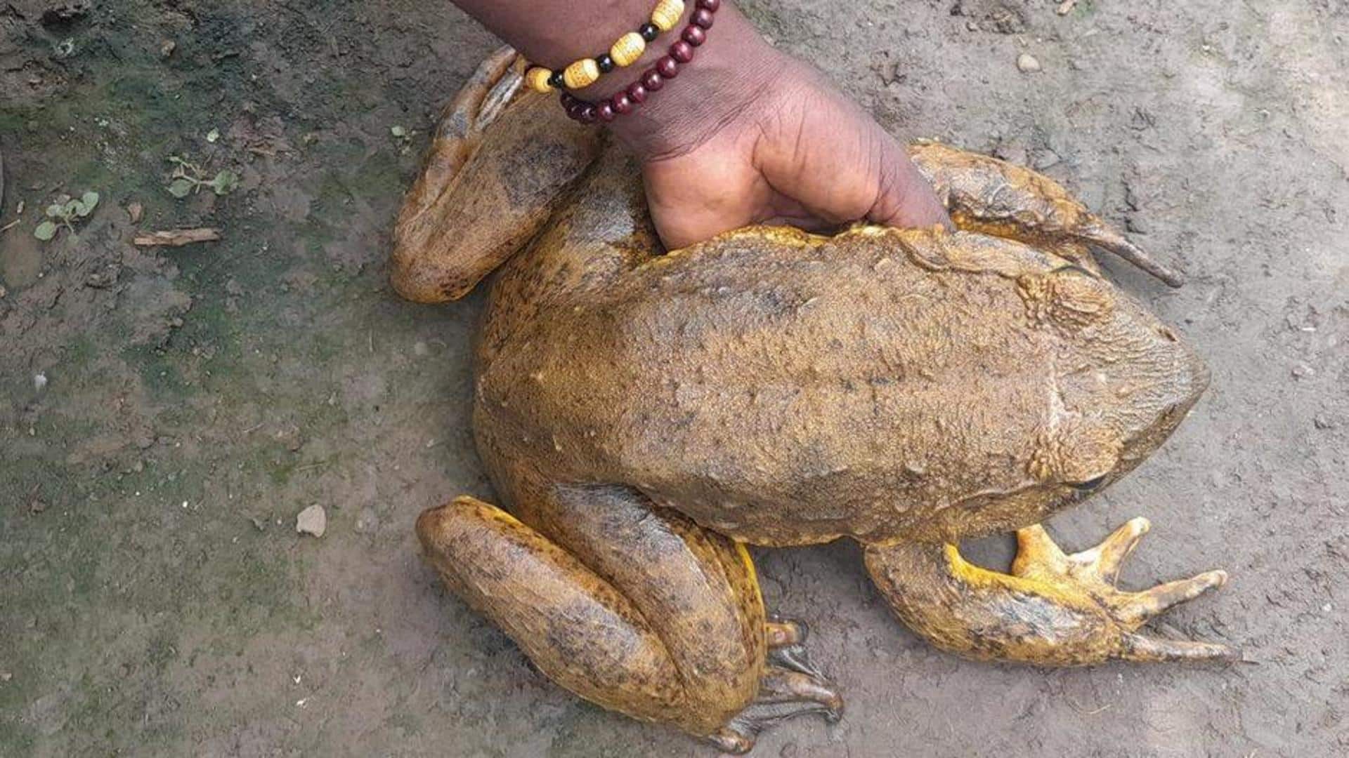 This man is on mission to save world's biggest frog