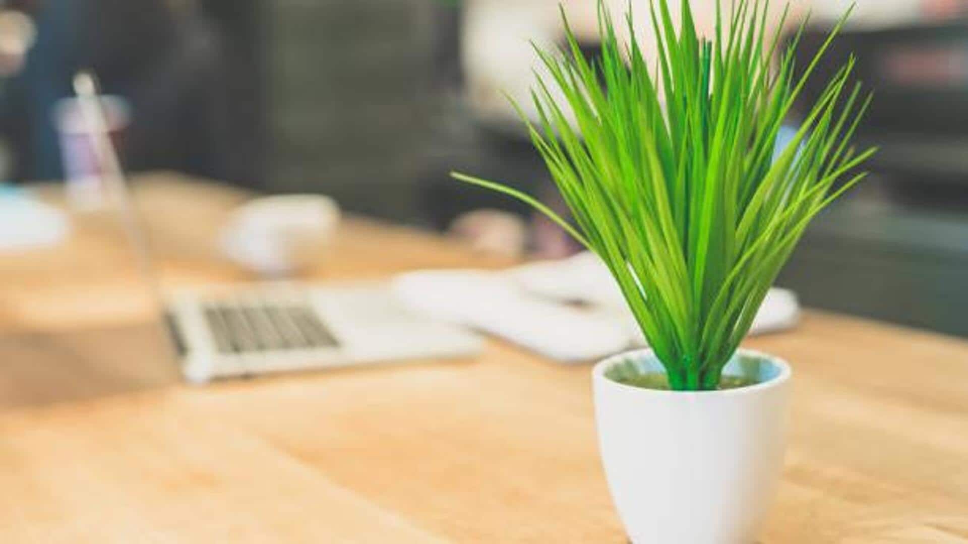 How to keep your desk plants healthy How to keep your desk plants healthy