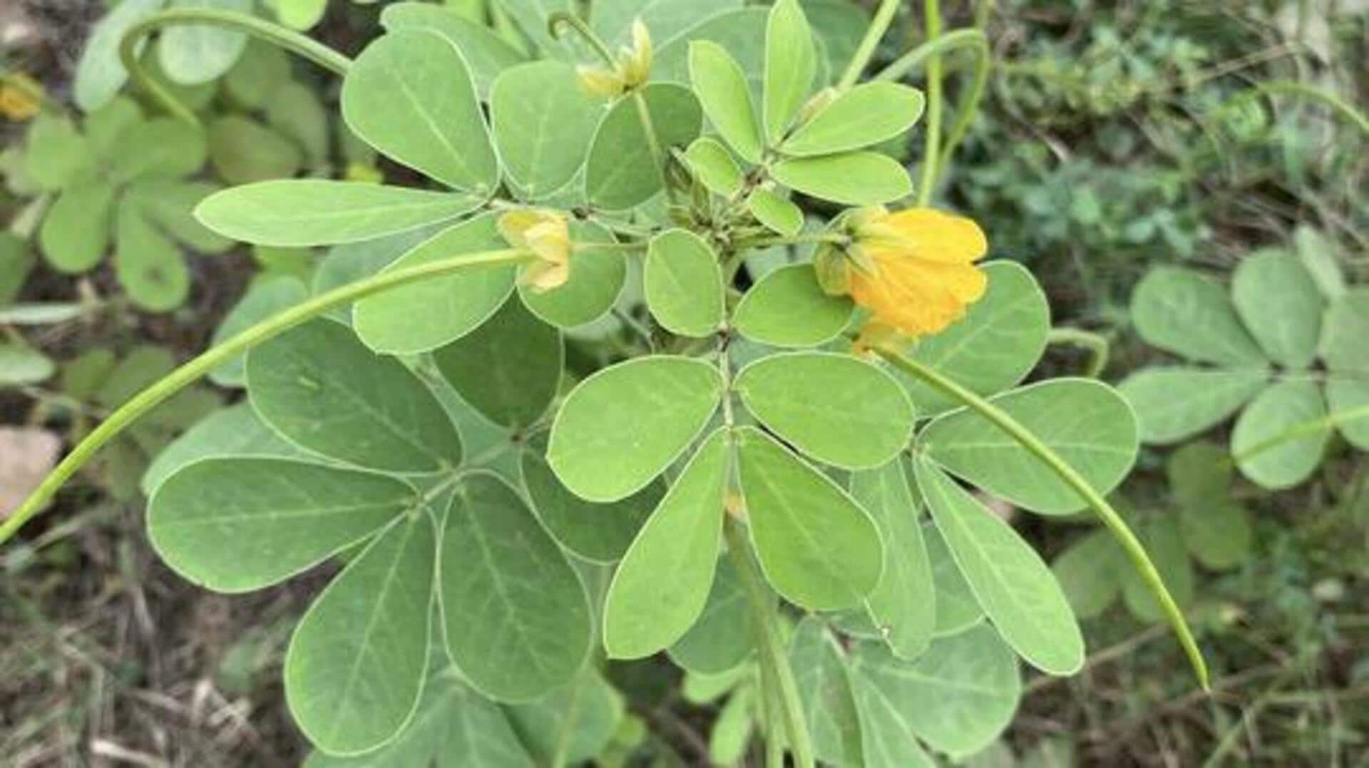 Cassia tora: Tips for using this herb in recipes