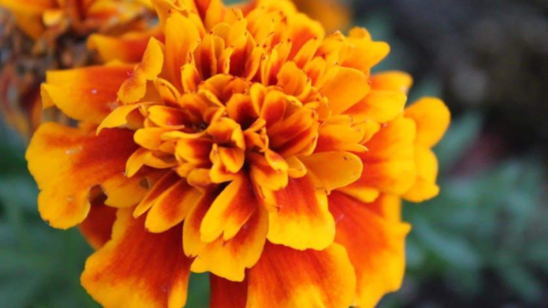 Enhancing glow with marigold petal benefits