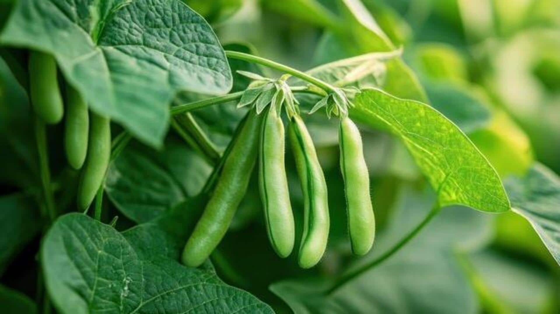 How to grow broad beans at home