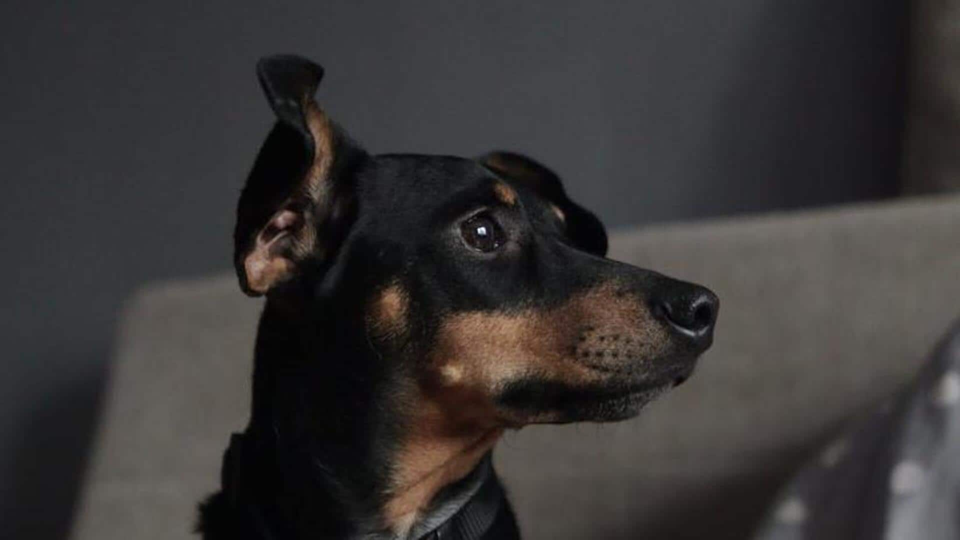 Miniature Pinscher exercise variety secrets