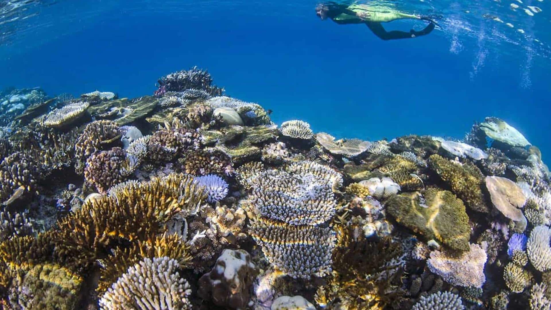 Snorkeling in Quirimbas Archipelago: A must-try experience Snorkeling in Quirimbas Archipelago: A must-try experience