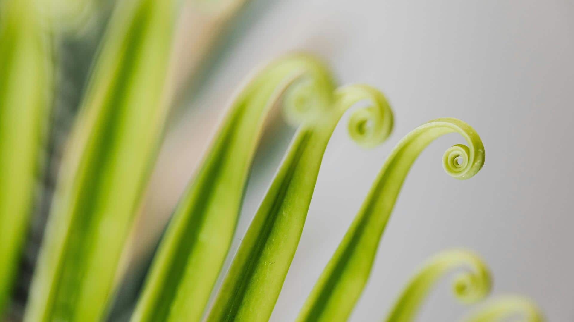 5 fresh ways to cook with fiddlehead ferns 5 fresh ways to cook with fiddlehead ferns