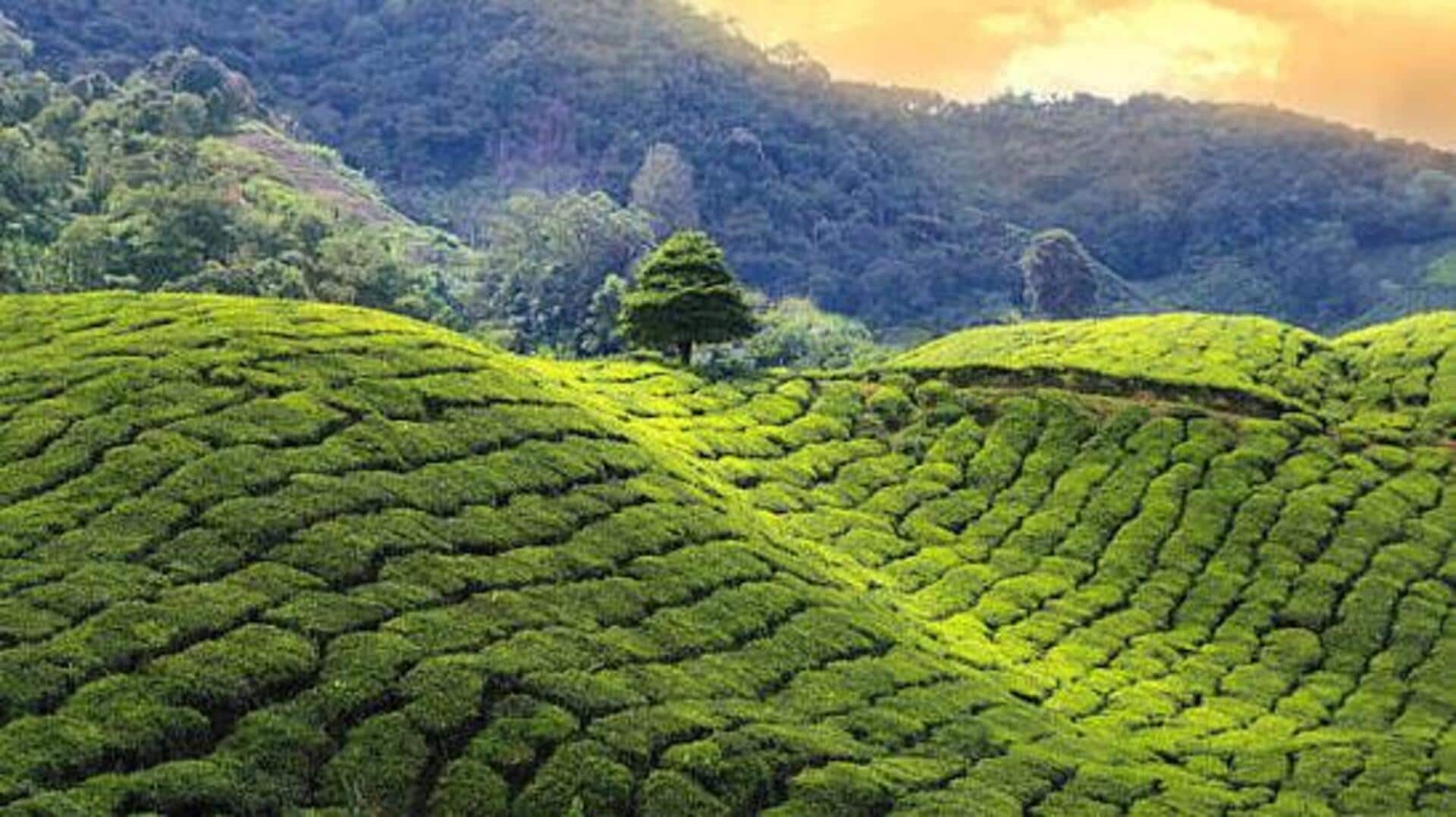 Tea lovers, you must explore this destination in Tanzania