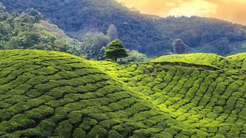 Tea lovers, you must explore this destination in Tanzania