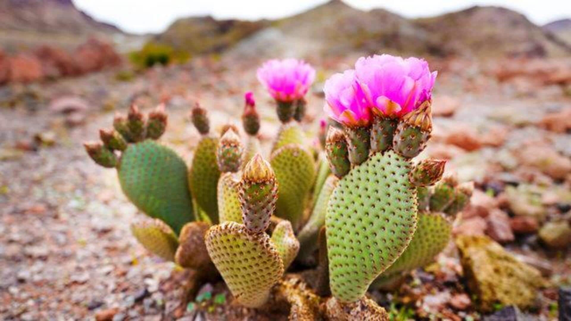 Tips to explore the desert during cacti bloom season