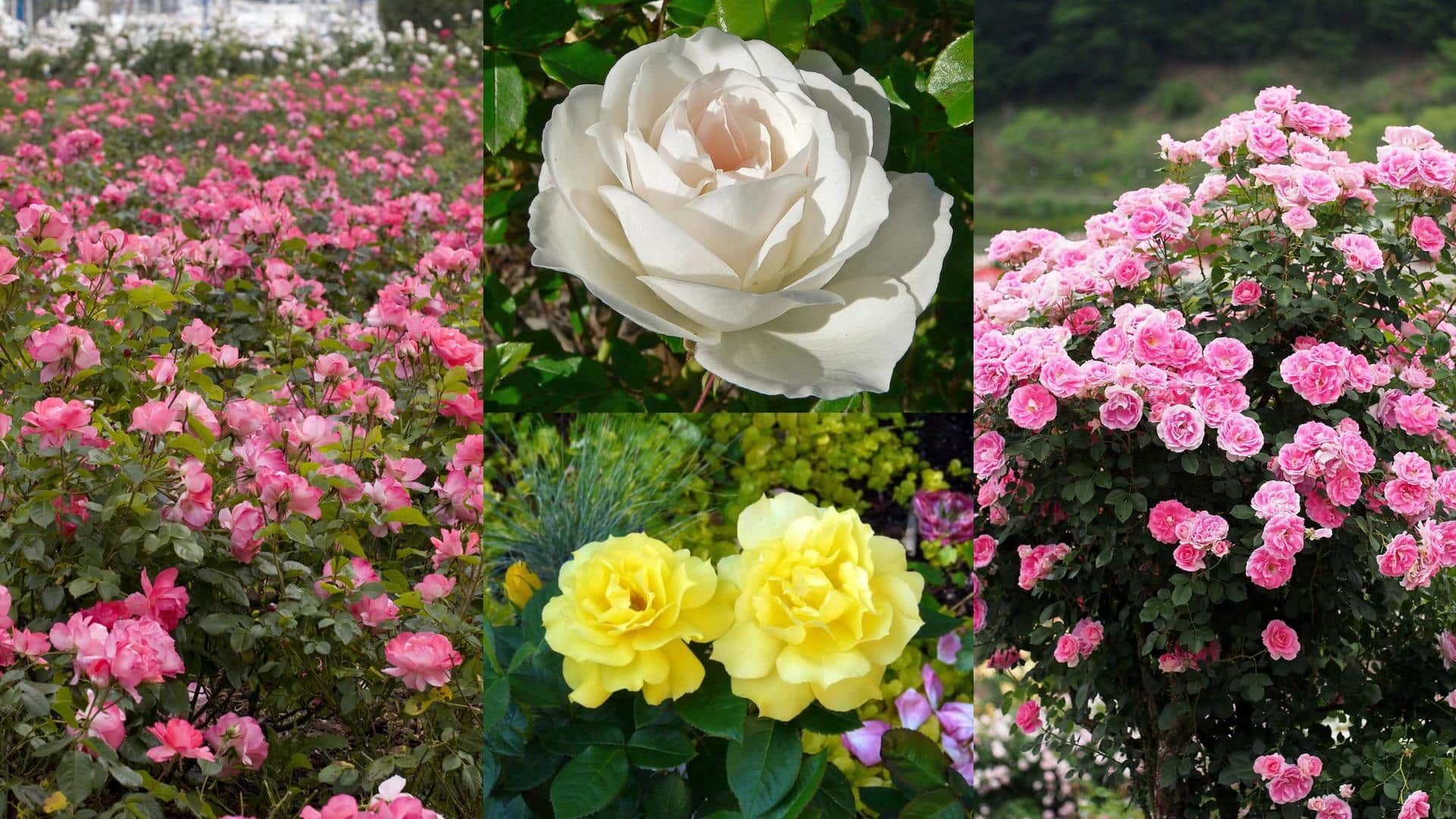 No sunlight in your garden? Bring these shade-tolerant roses