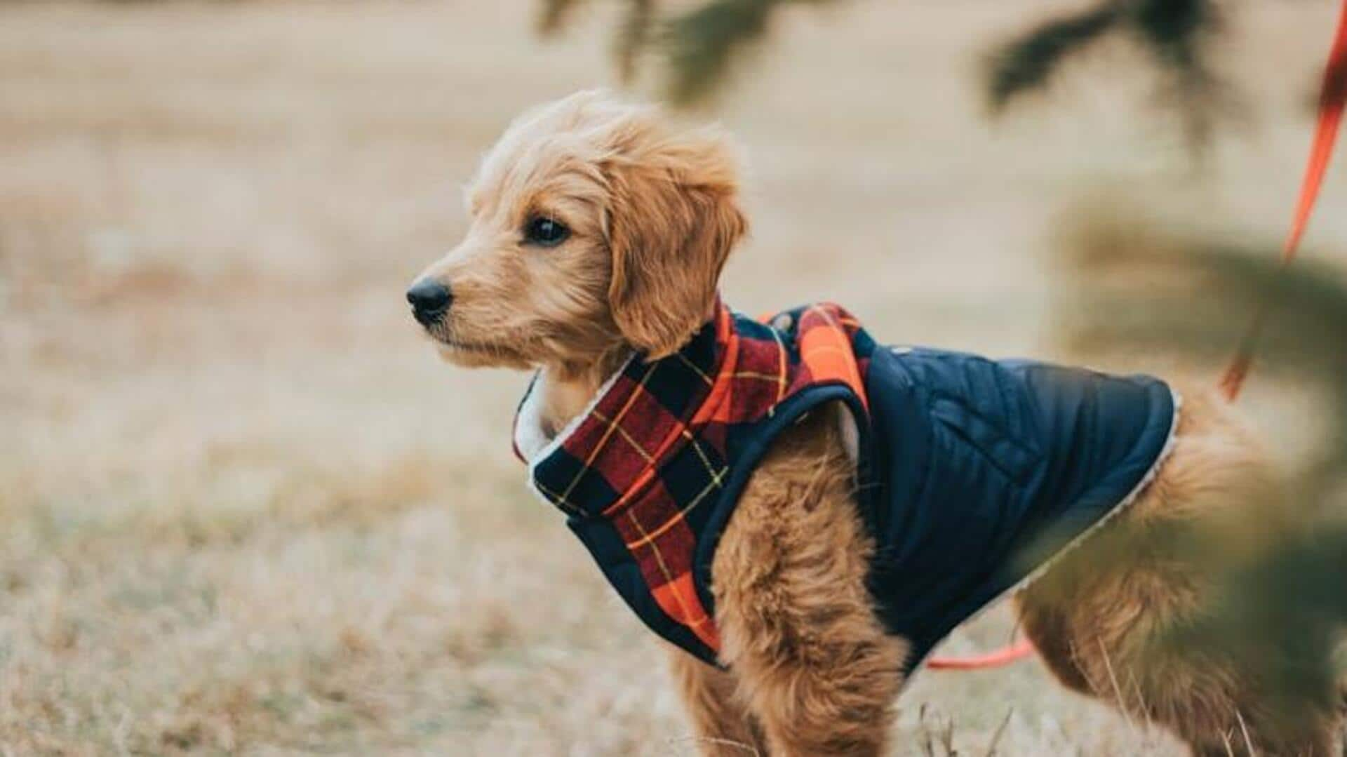 Goldendoodle allergy-friendly diet guide