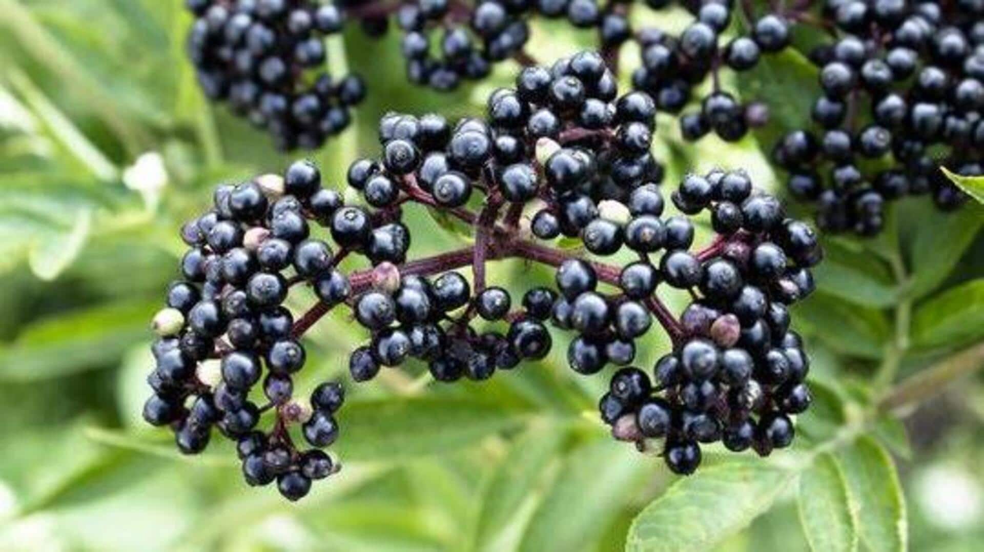 Why elderberry deserves a spot on your superfruit list 