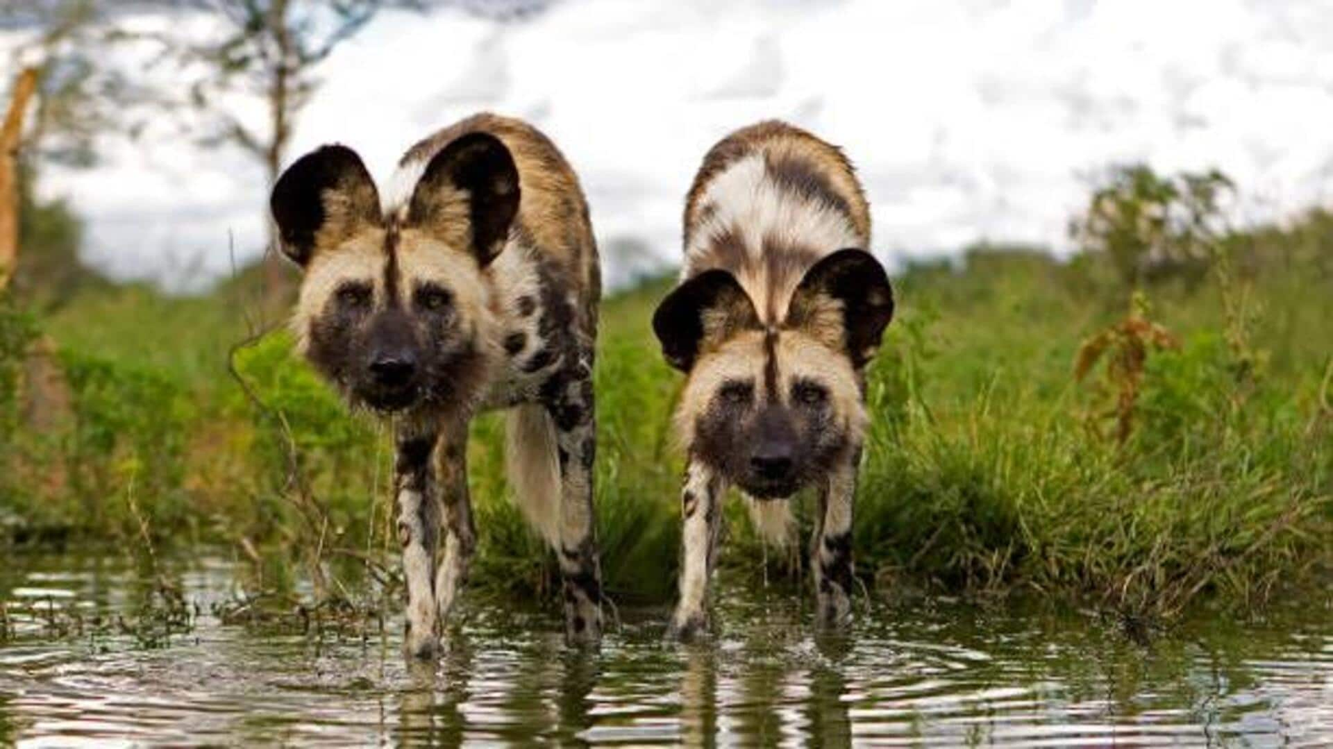 Want to spot African wild dogs? Here's your guide