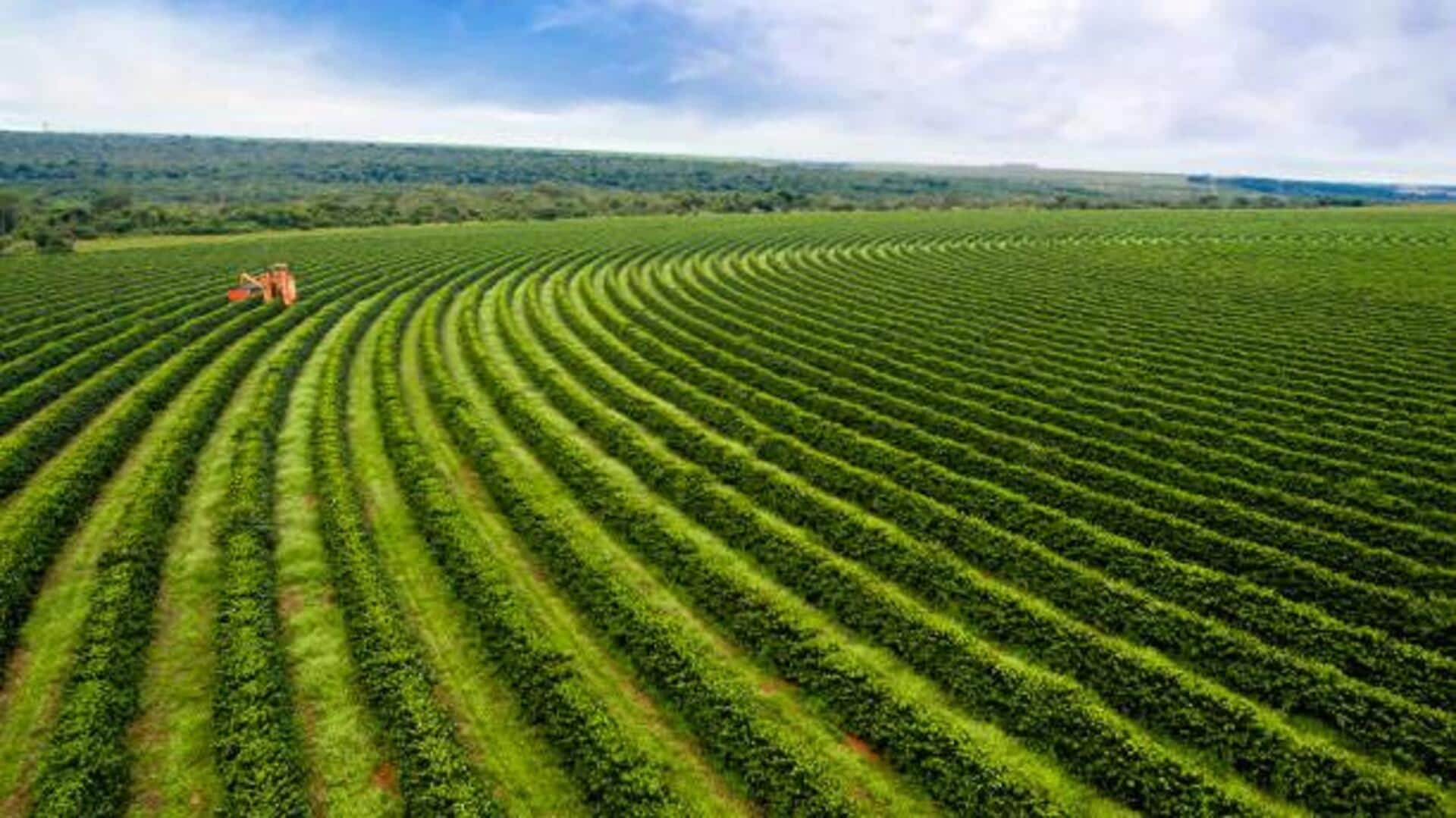 Europe's stunning coffee plantations to visit Europe's stunning coffee plantations to visit