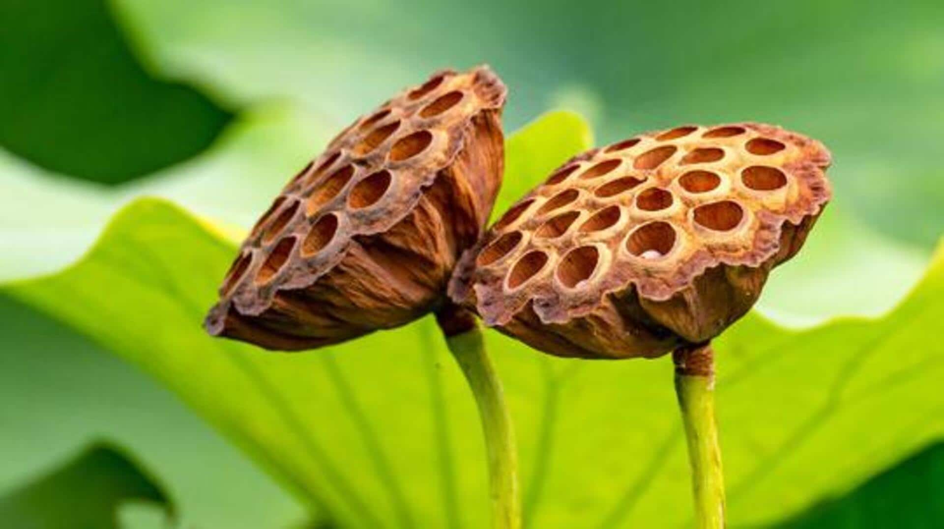 What is seed pod carving?