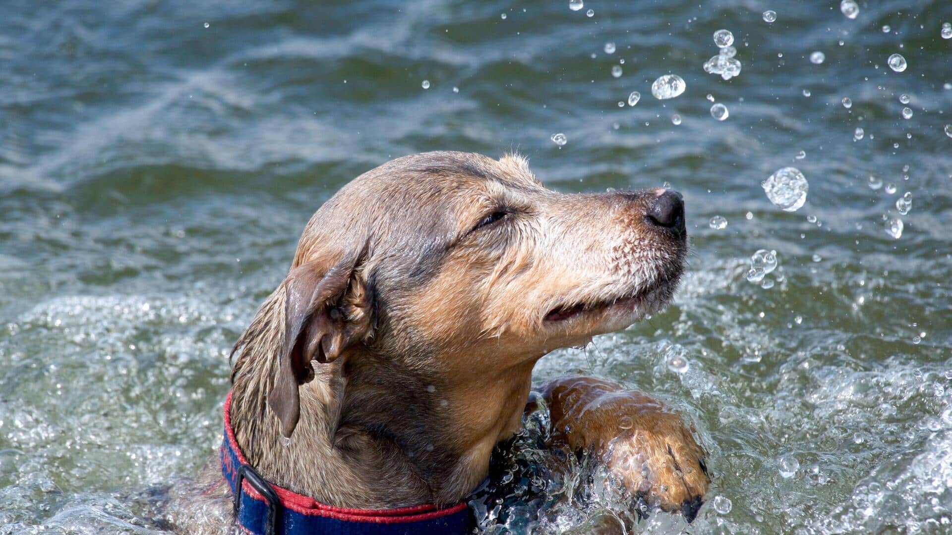 How to make your dog's collar smell fresh