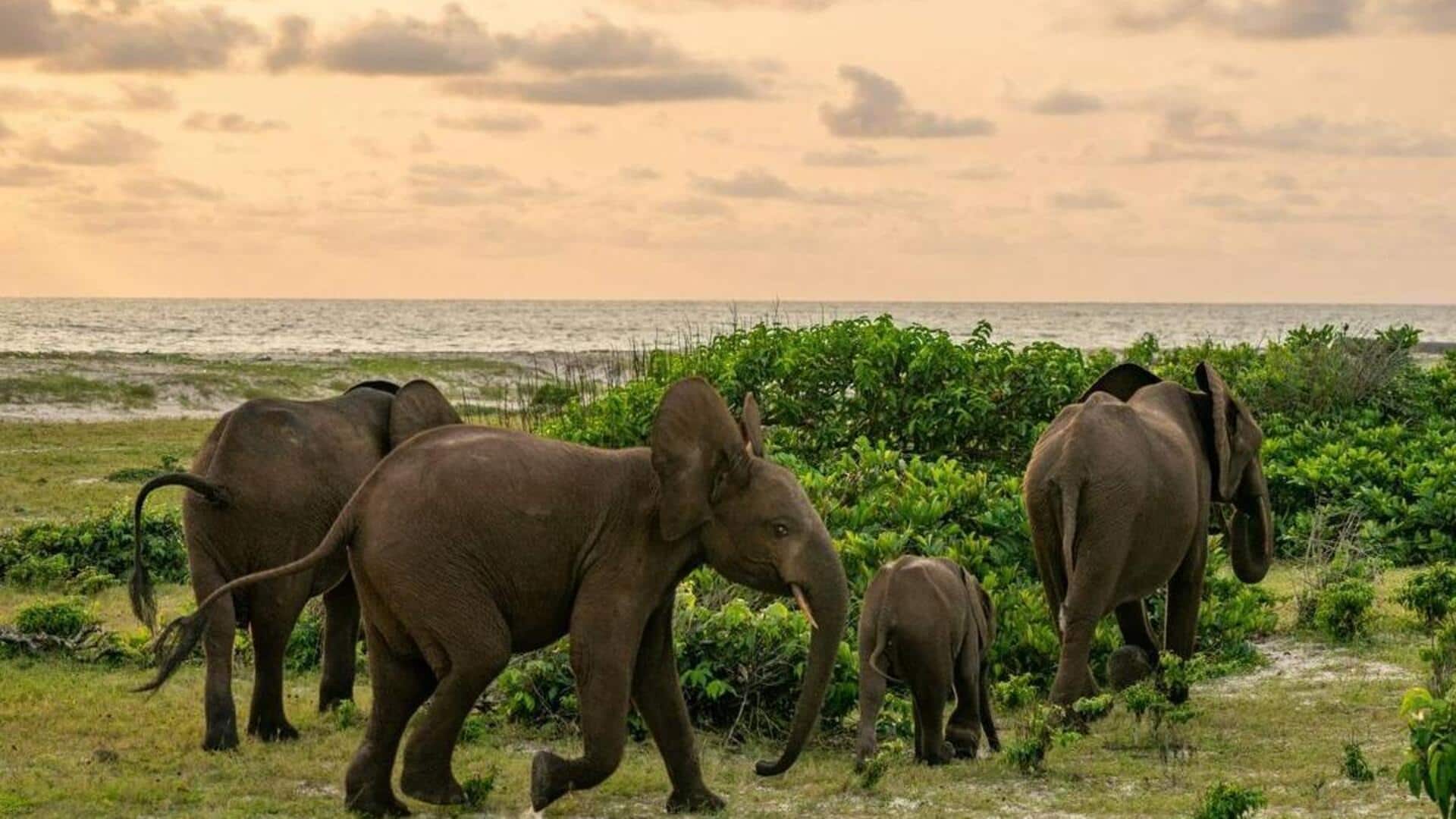 Hidden gem: Gabon's Loango National Park 