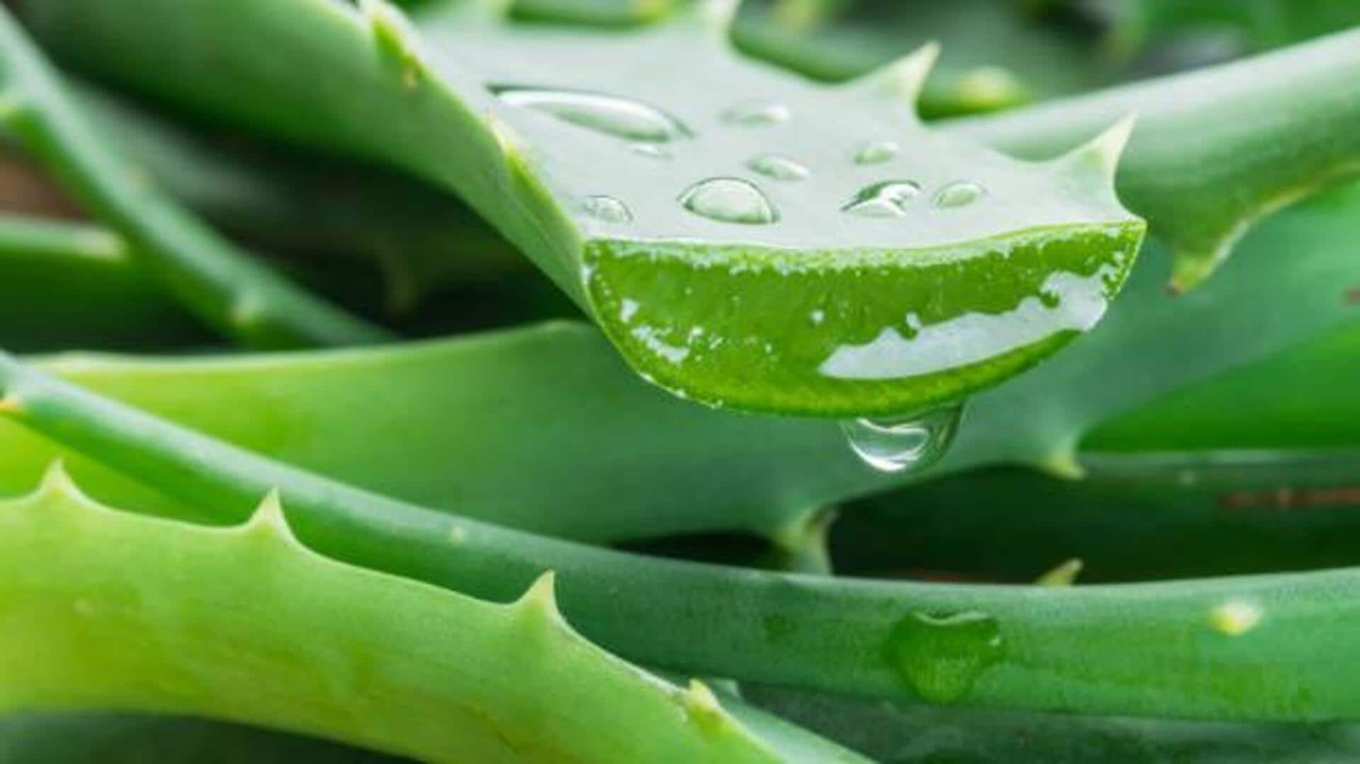 Aloe vera gel: A natural fix for wilted plants Aloe vera gel: A natural fix for wilted plants