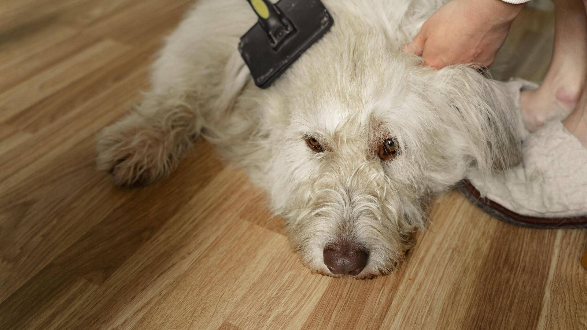 Tired of dog hair everywhere? Try these 5 tips