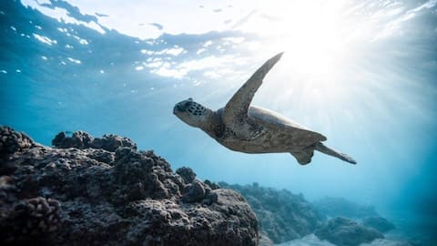 Celebrating World Turtle Day: Honoring our shelled companions