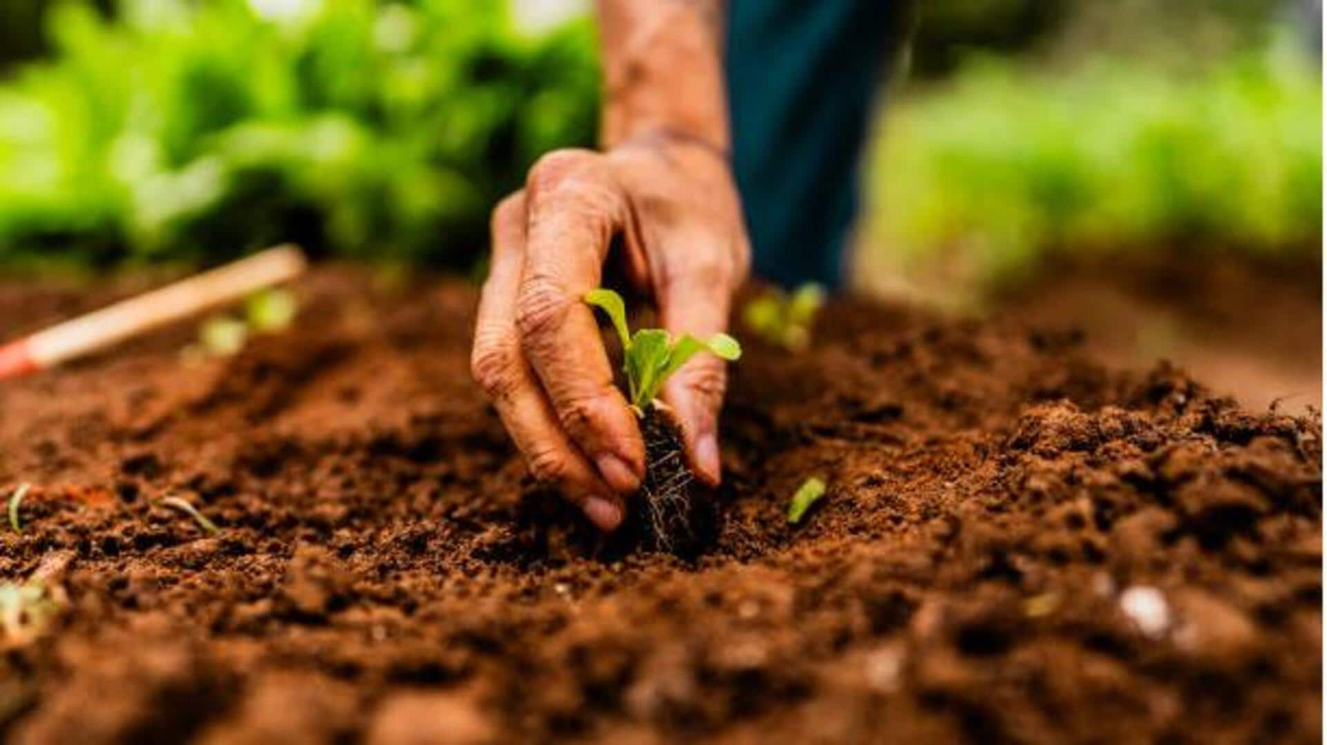 How to keep your plant soil mold-free