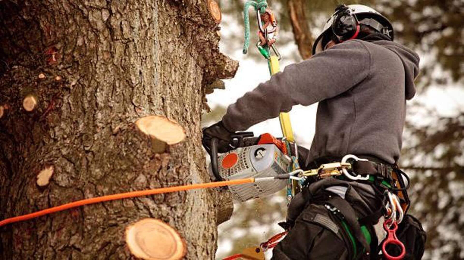 Tree climbing 101: What to know 