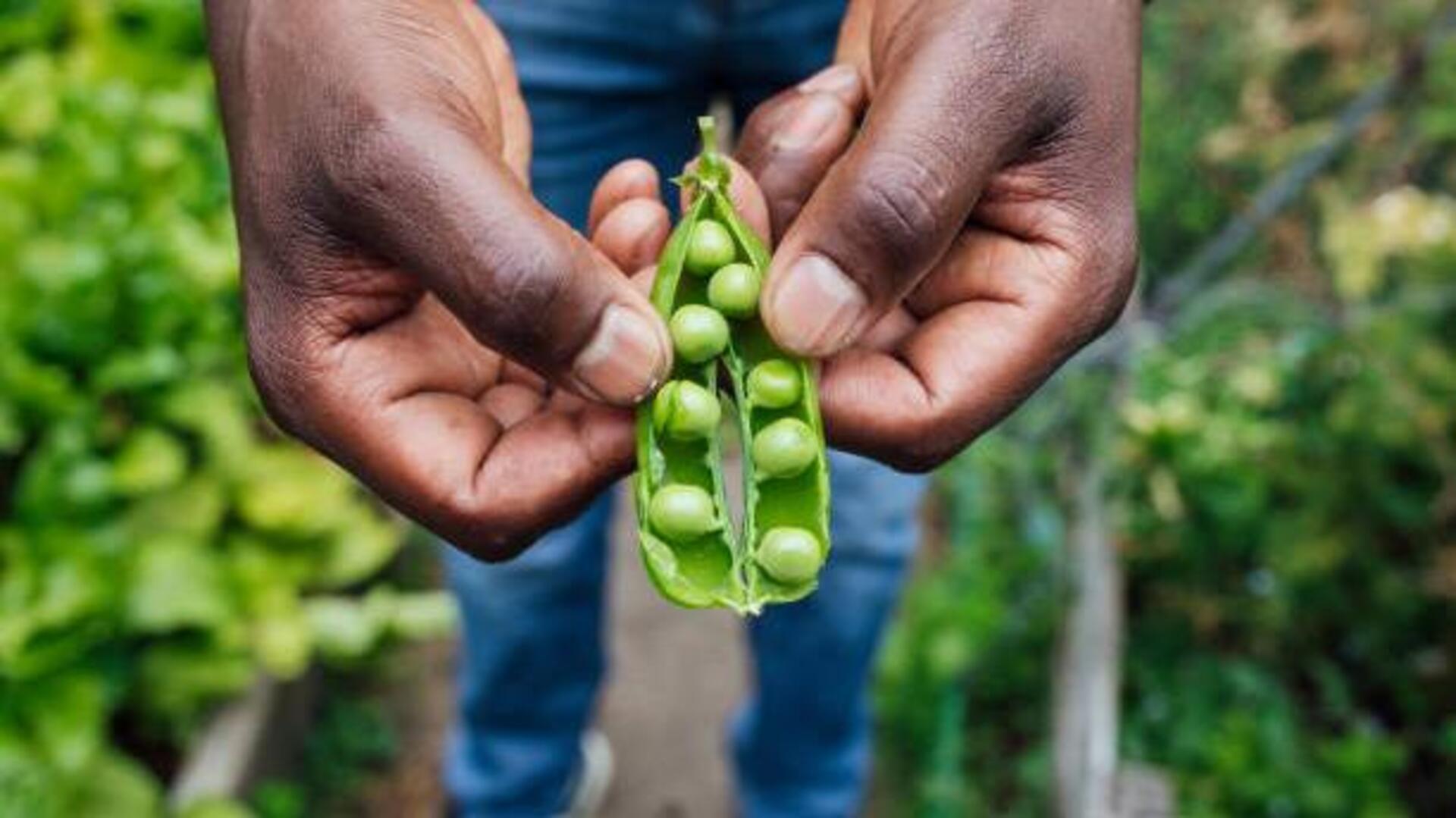Gardening 101: How to grow local crops Gardening 101: How to grow local crops