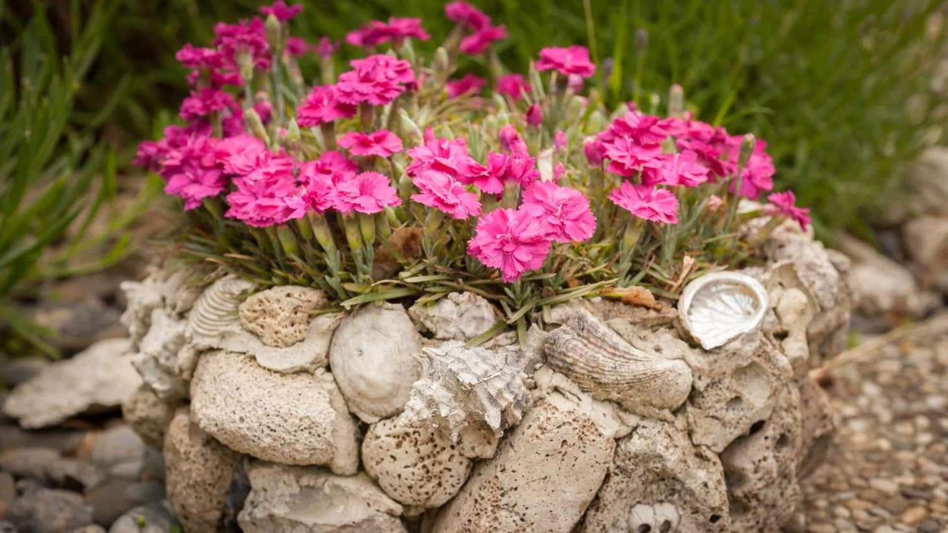 Growing delicate carnations in pebbly rock gardens