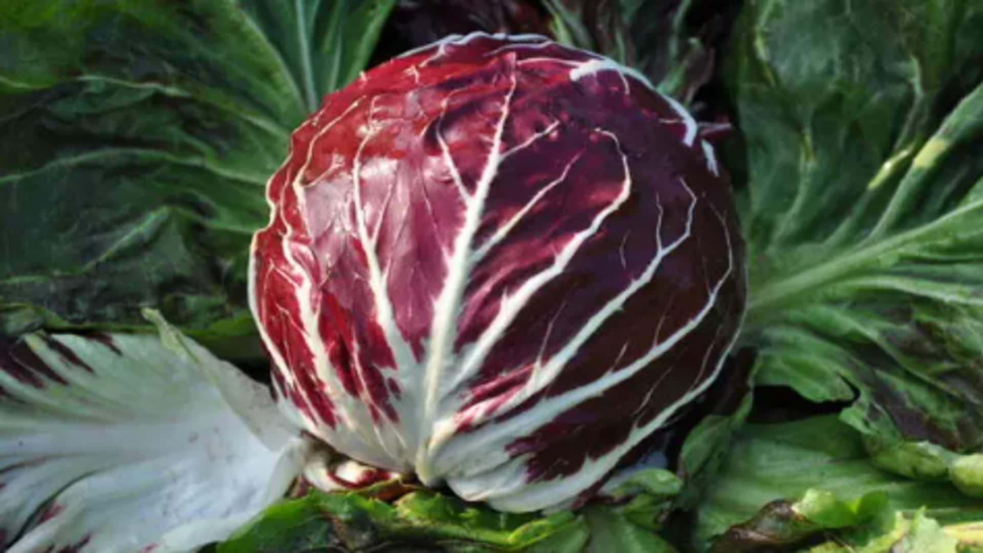 How to grow radicchio in your garden