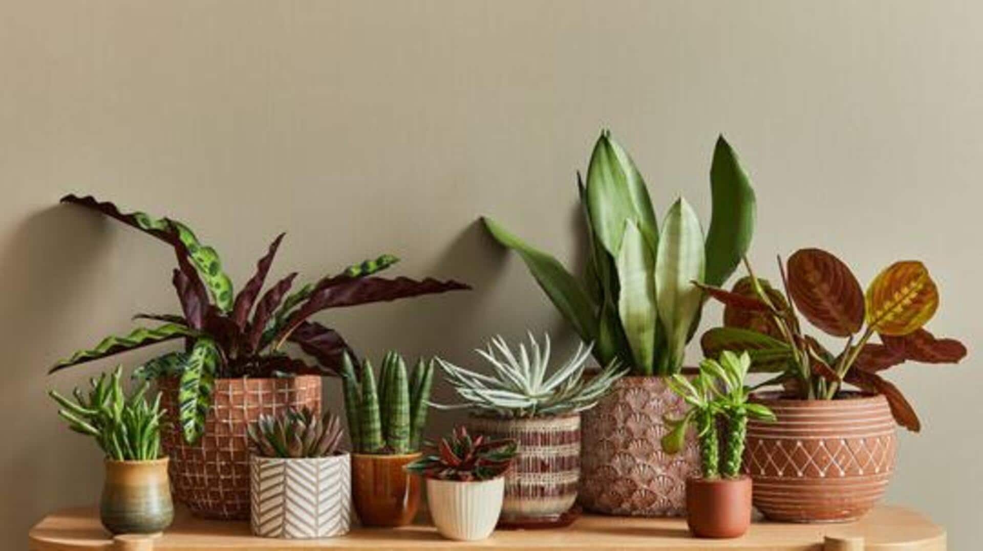 Keep your plants dust-free with these simple tips 